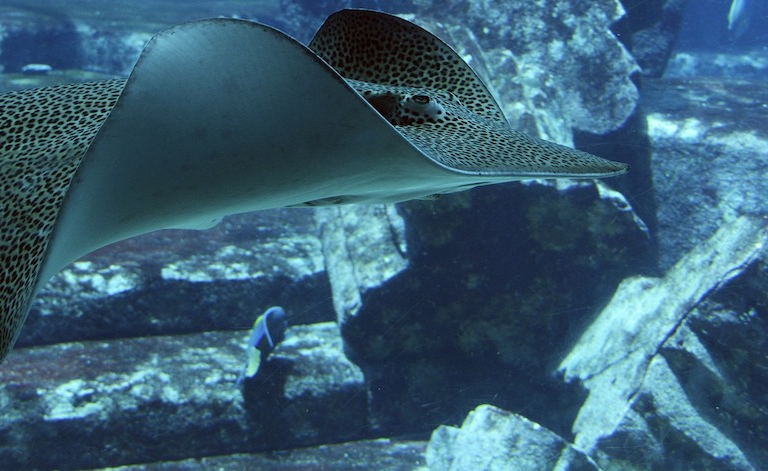 Aquarium Photo.