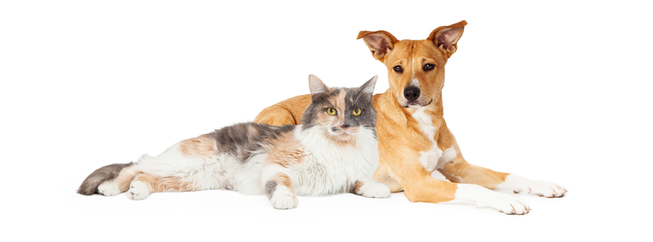 Dog and Cat Picture