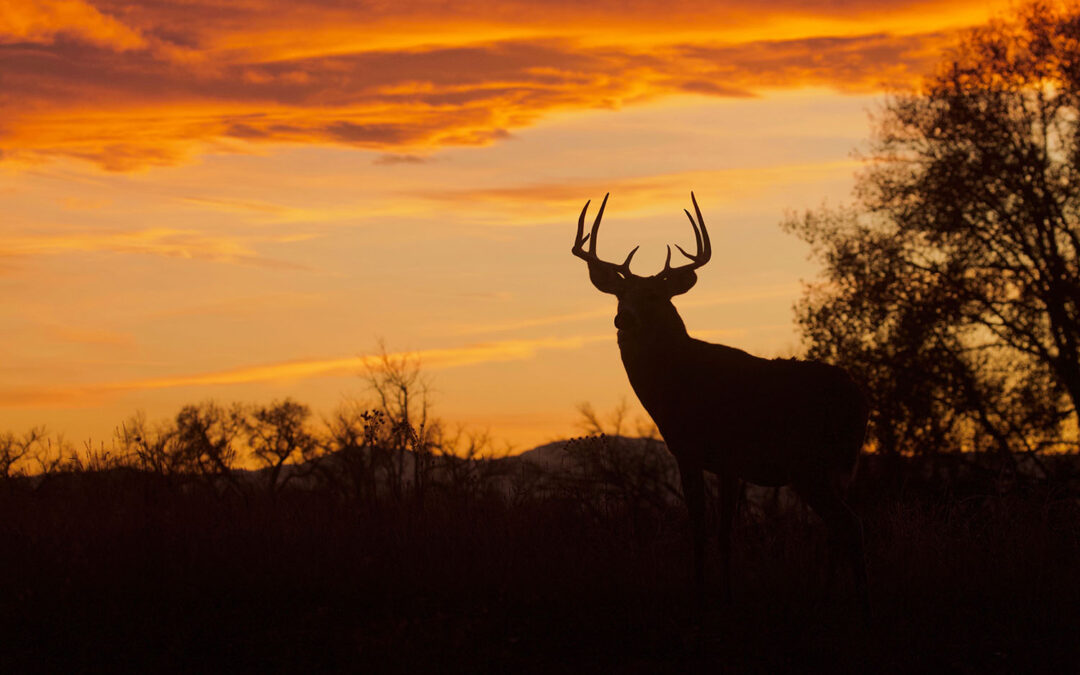 PH Deer Hunting