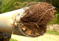 Roots in Pipe